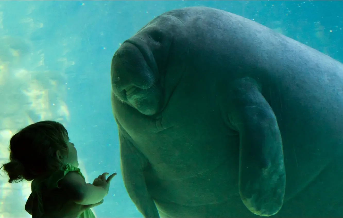 Photo wallpaper surprise, girl, two, oops, manatee
