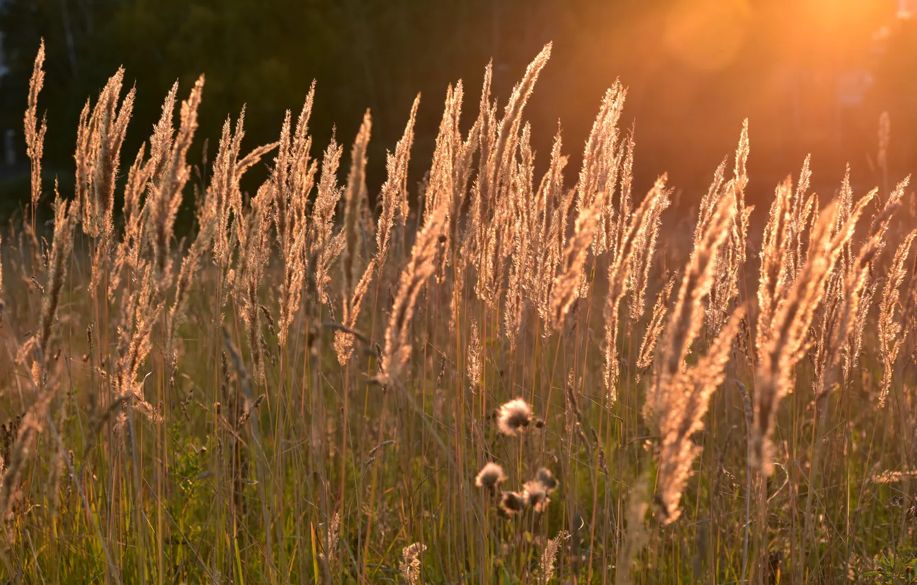 Photo wallpaper summer, the sun, glare, meadow grass