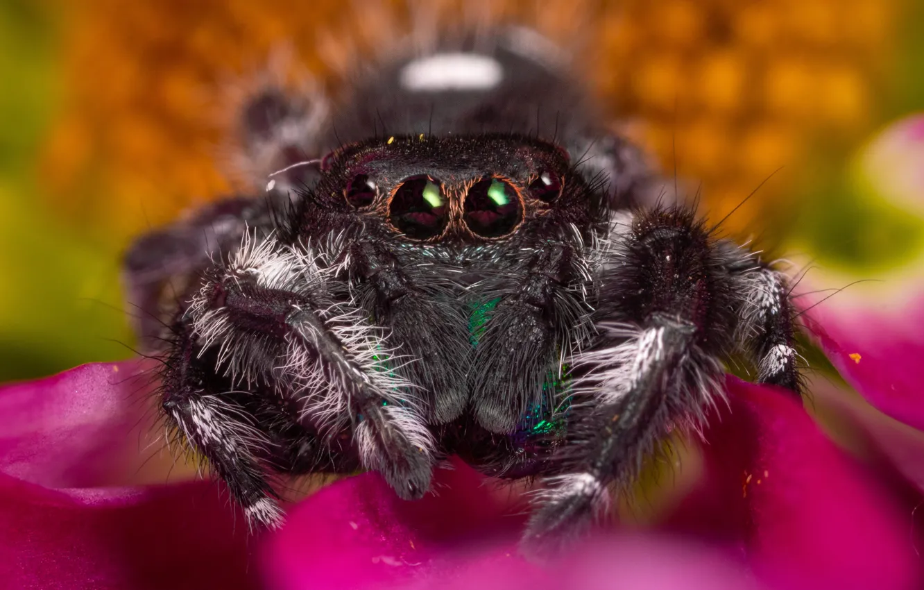 Photo wallpaper look, macro, flowers, spider, pink, bokeh, jumper, spider