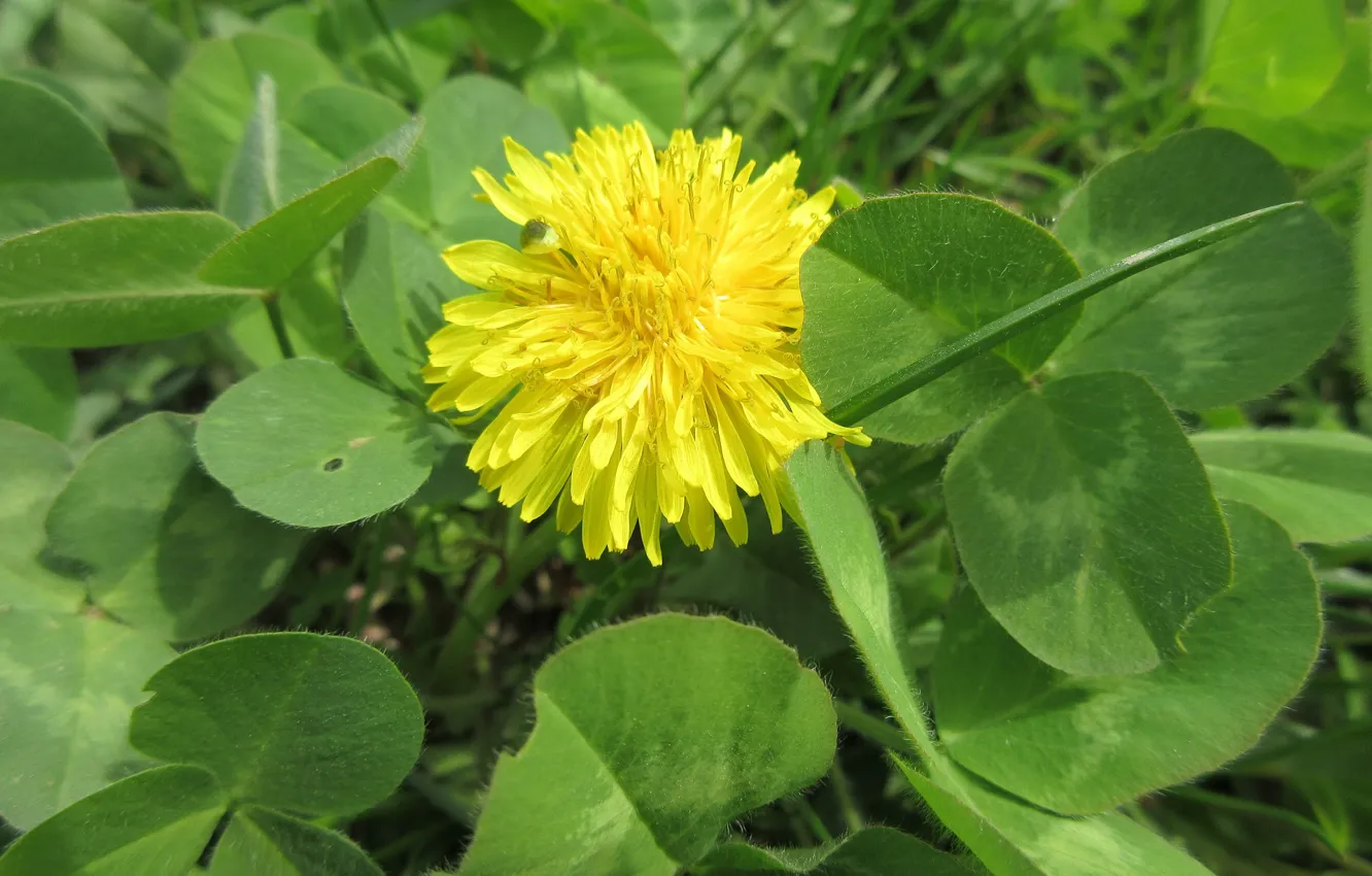 Photo wallpaper macro, dandelion, April, clover, spring 2018, Mamala ©