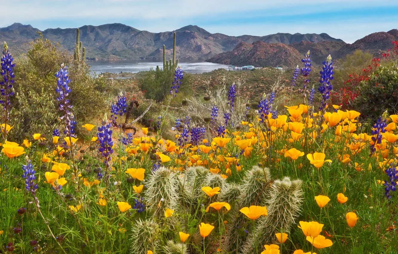 Photo wallpaper the sky, flowers, mountains, lake, cactus