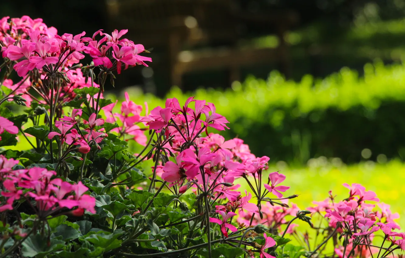 Photo wallpaper pink, garden, blooming