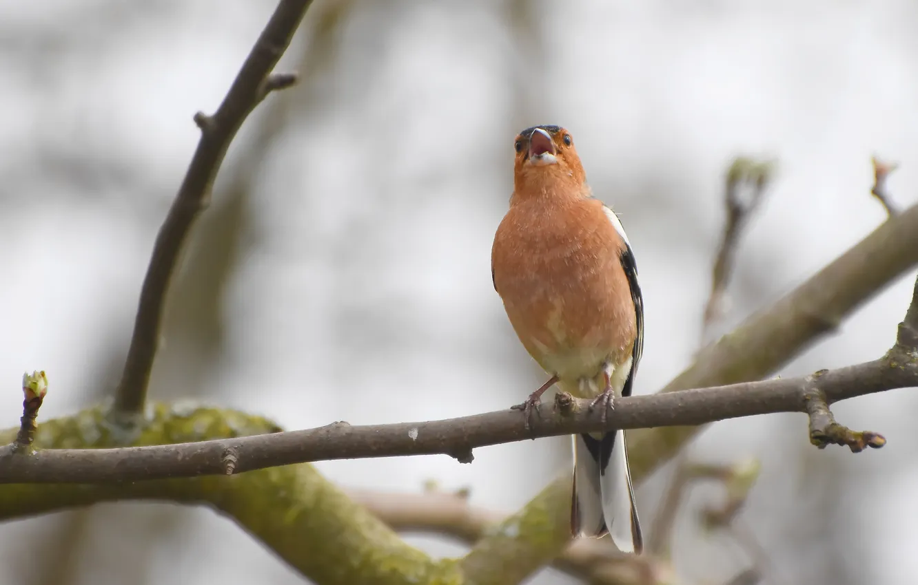 Photo wallpaper bird, spring, Chaffinch, photohunt