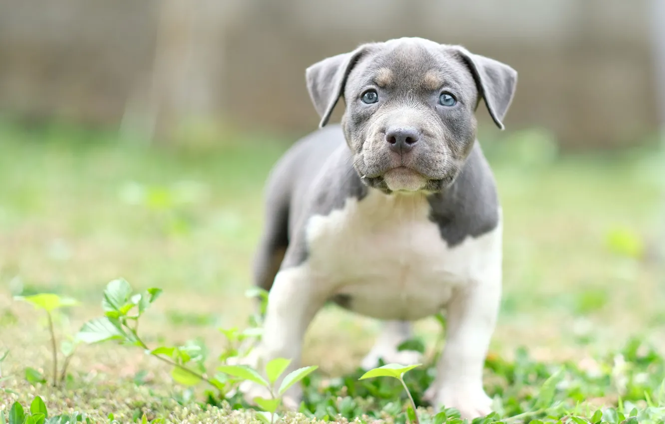 Photo wallpaper summer, each, dog