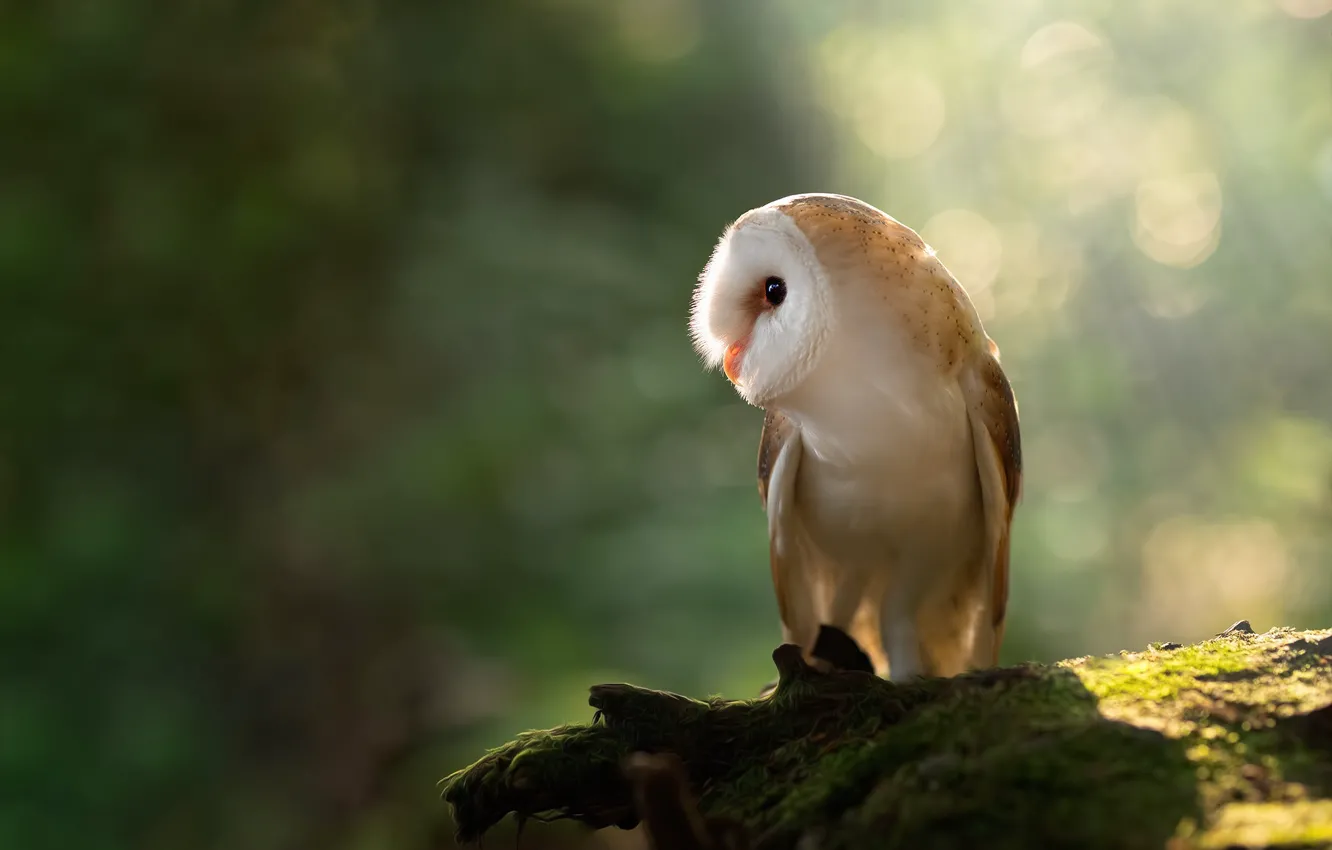 Photo wallpaper look, light, background, owl, bird, stump, profile, log