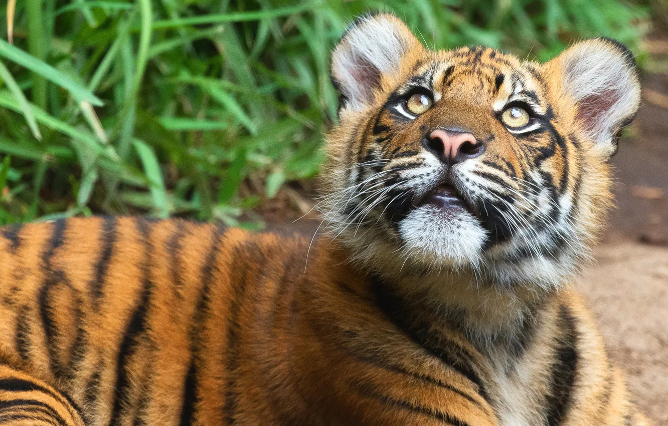 Photo wallpaper portrait, look, lies, tiger, friendly, baby, background, nature