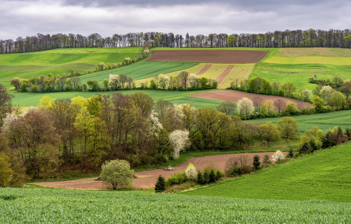 Photo wallpaper field, trees, spring