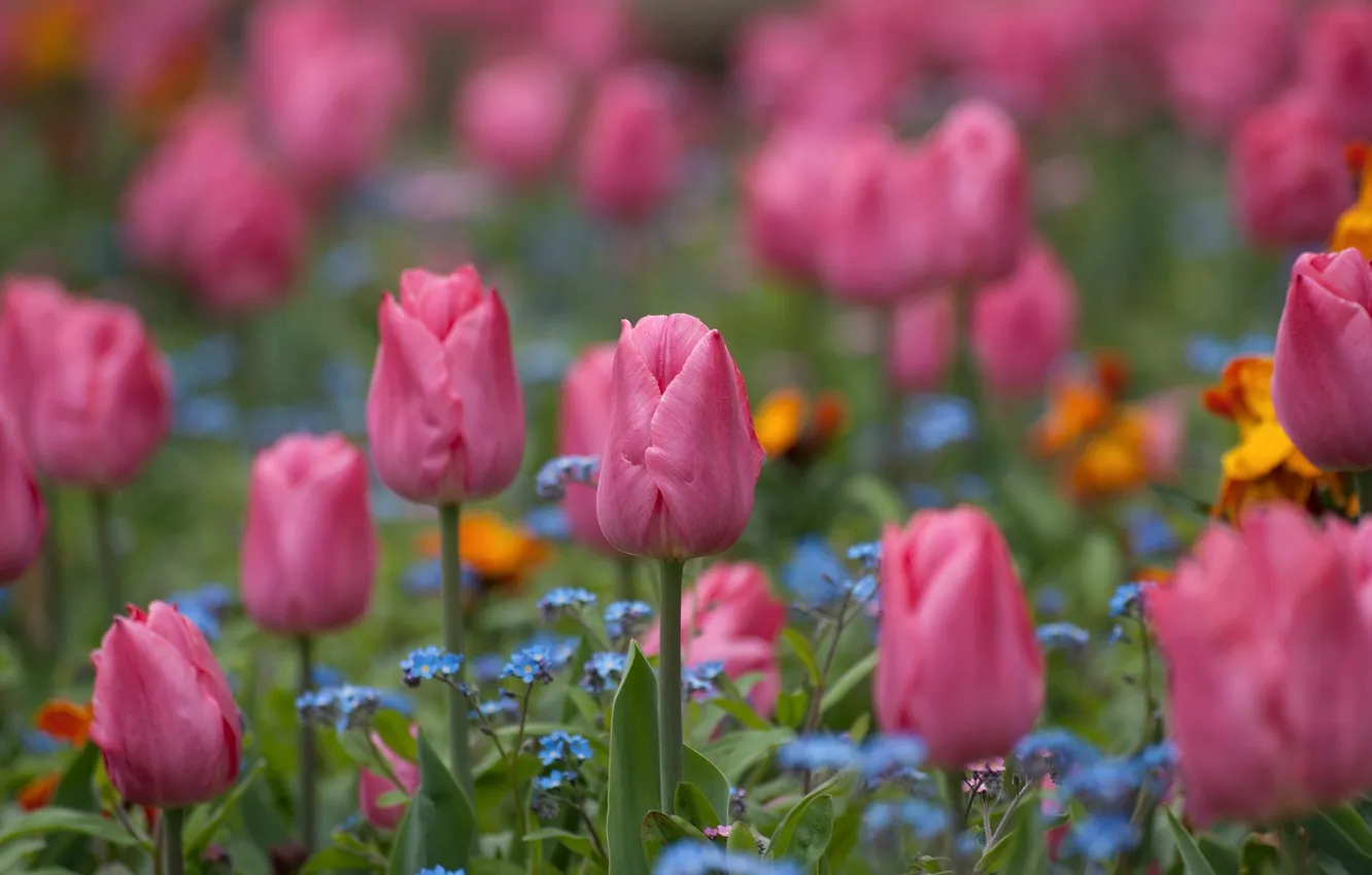 Photo wallpaper spring, tulips, flowerbed, pink tulips
