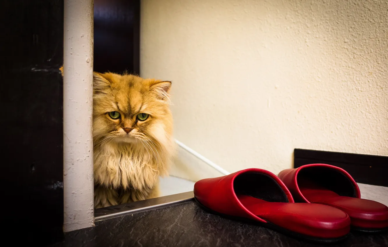 Photo wallpaper cat, look, home