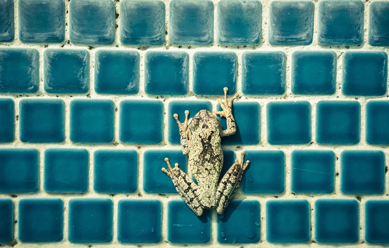 Photo wallpaper background, color, frog