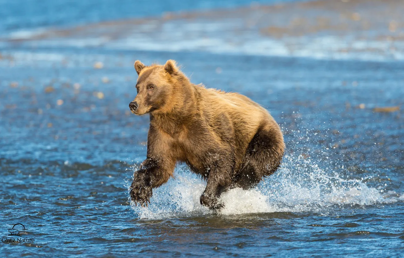Photo wallpaper bear, Alaska, Alaska, Cook Inlet, Cook Inlet