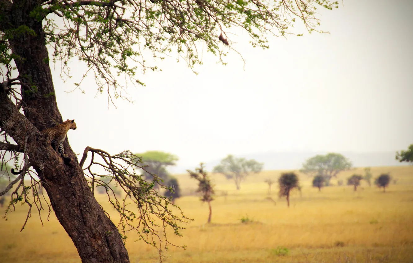 Photo wallpaper the sky, grass, trees, branches, foliage, view, dal, horizon
