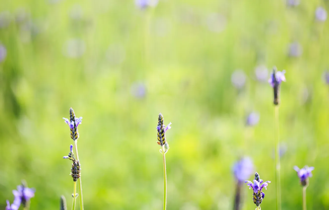 Photo wallpaper summer, grass, flowers, field, lilac