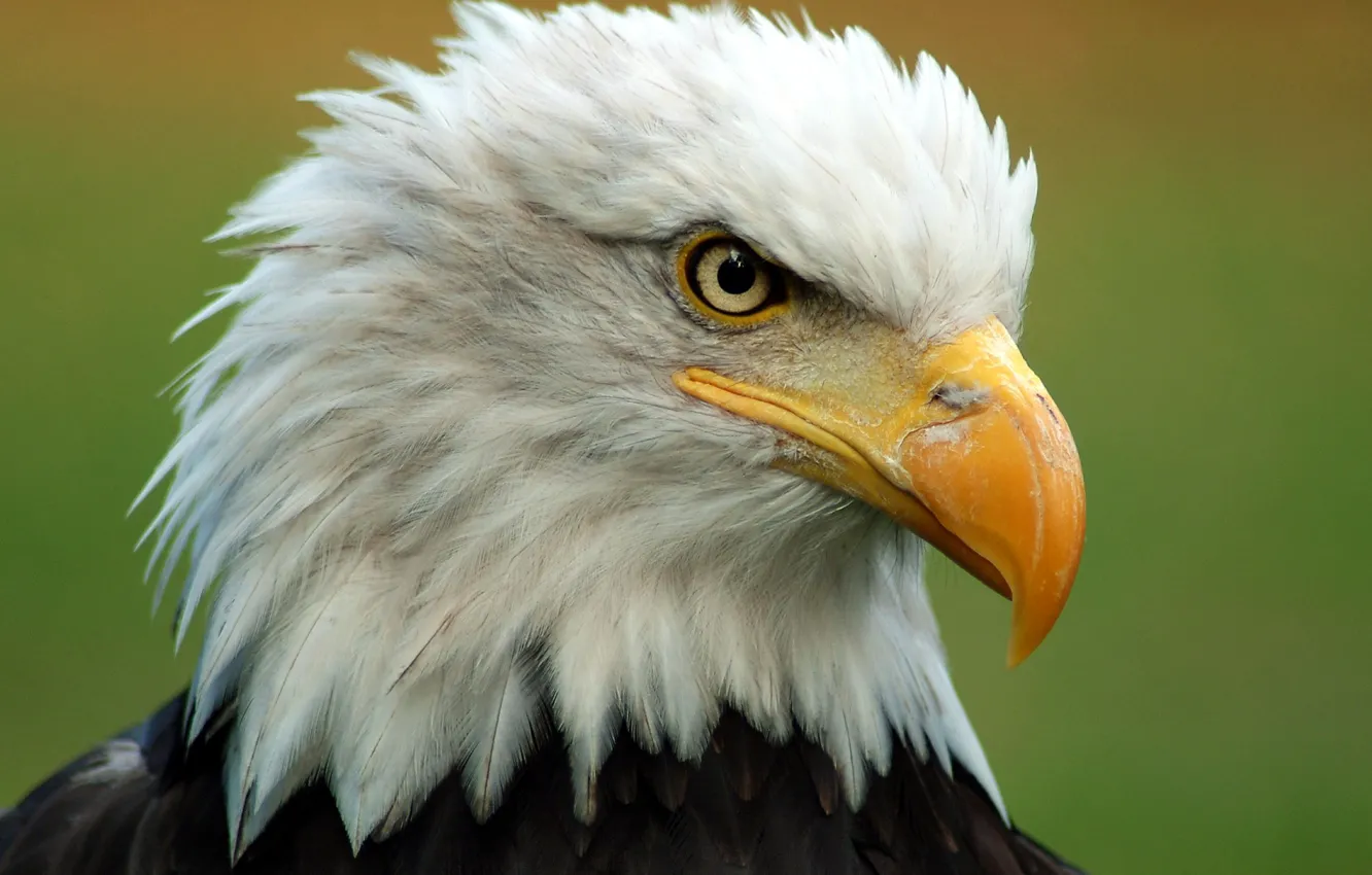 Photo wallpaper bird, head, feathers, beak, bald eagle, bald eagle
