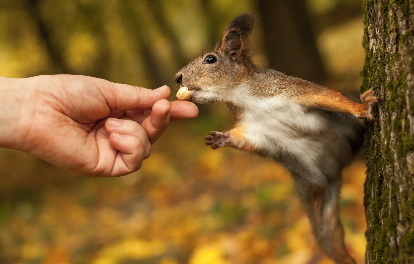 Photo wallpaper autumn, forest, pose, Park, tree, foliage, hand, legs