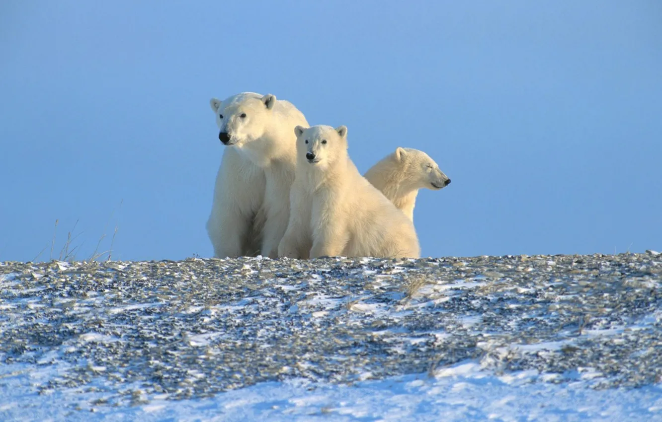 Photo wallpaper polar bears, Arctic, North