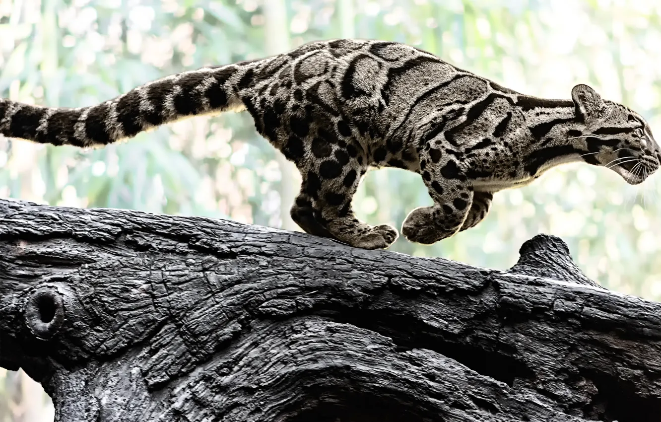 Photo wallpaper nature, predator, color, log, wild cat, clouded leopard