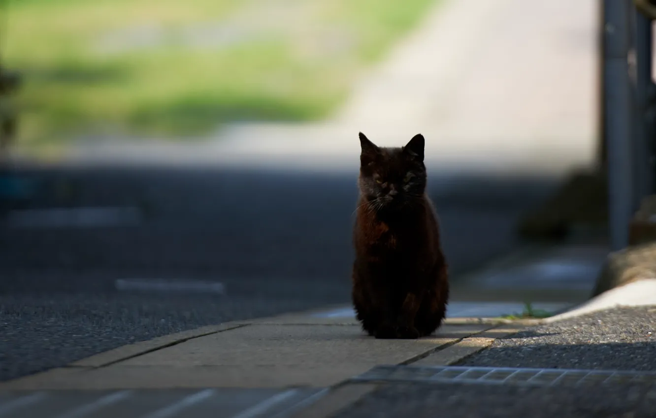 Photo wallpaper road, cat, the city, black, Sunny