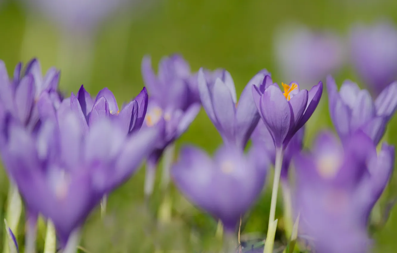 Photo wallpaper flowers, glade, spring, crocuses, green background, lilac