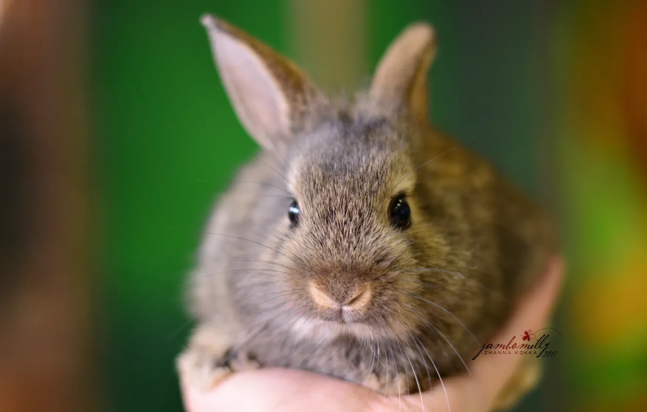 Photo wallpaper macro, grey, hands, rabbit, cub