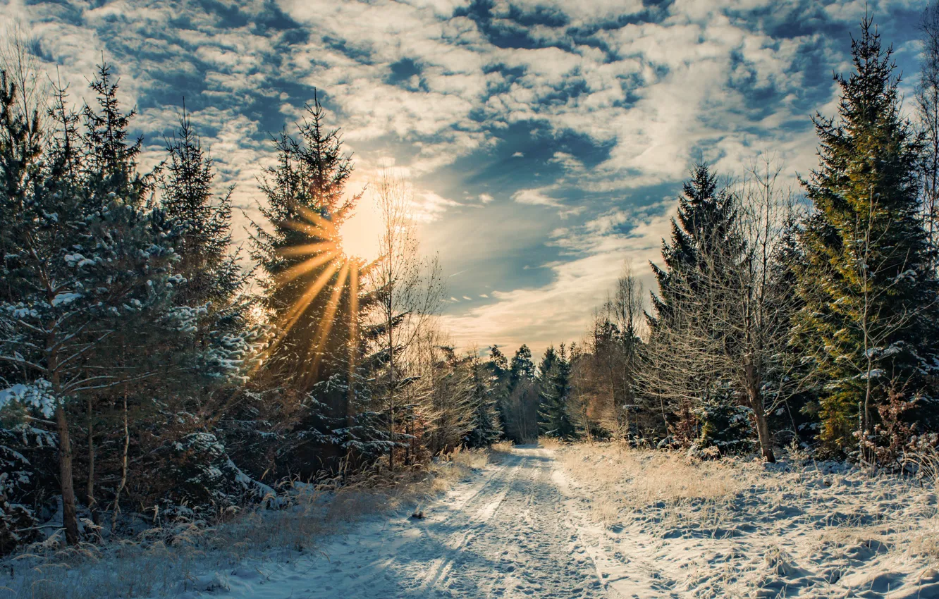 Photo wallpaper winter, road, forest, the sun