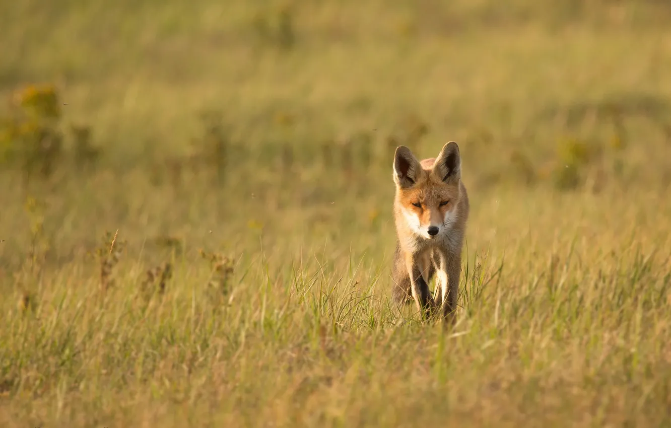 Photo wallpaper summer, nature, Fox