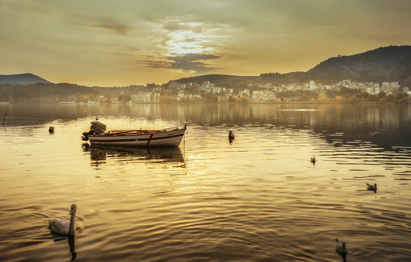 Photo wallpaper bird, shore, boat, swans, pond