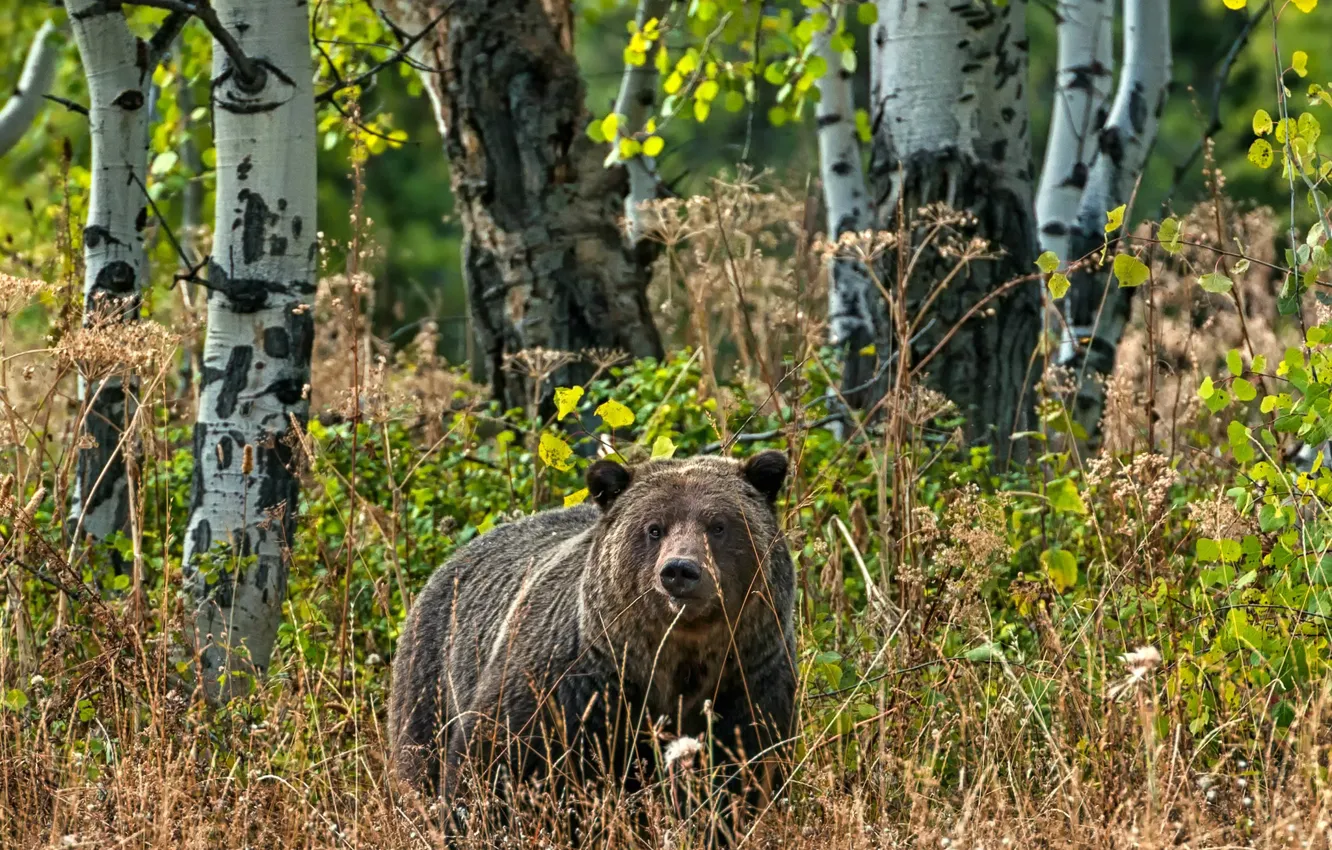 Photo wallpaper forest, grass, trees, nature, bear, birch