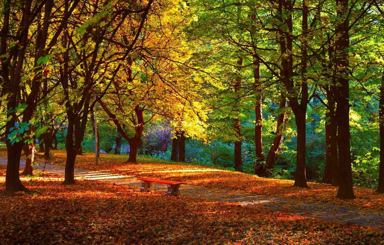 Photo wallpaper autumn, trees, bench, Park, foliage, trail, Nature, trees