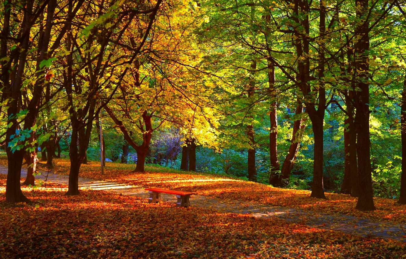 Photo wallpaper autumn, trees, bench, Park, foliage, trail, trees, nature