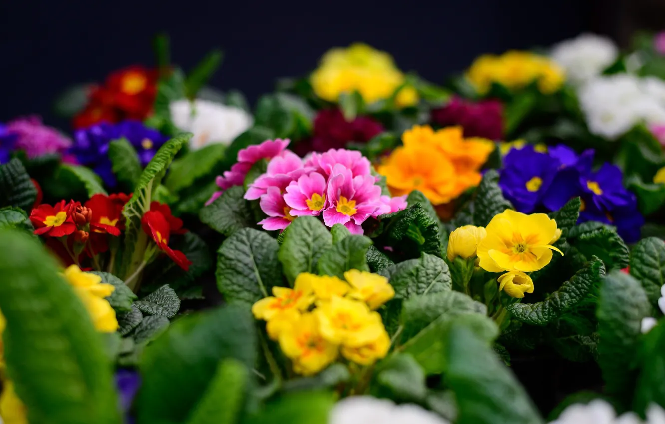 Photo wallpaper macro, flowers, yellow, spring, flowering, Primula
