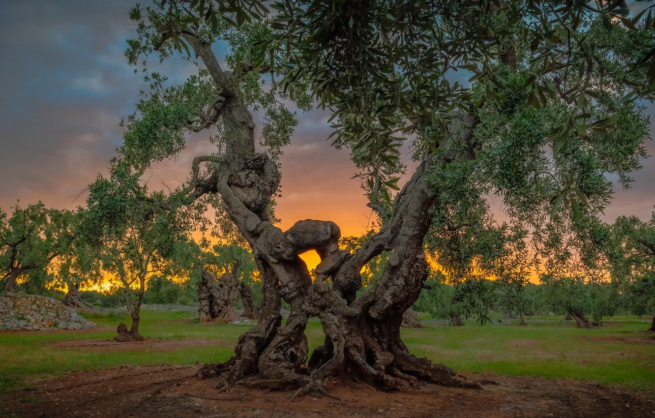 Photo wallpaper sunset, nature, tree