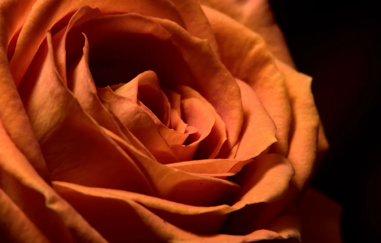 Photo wallpaper flowers, background, roses