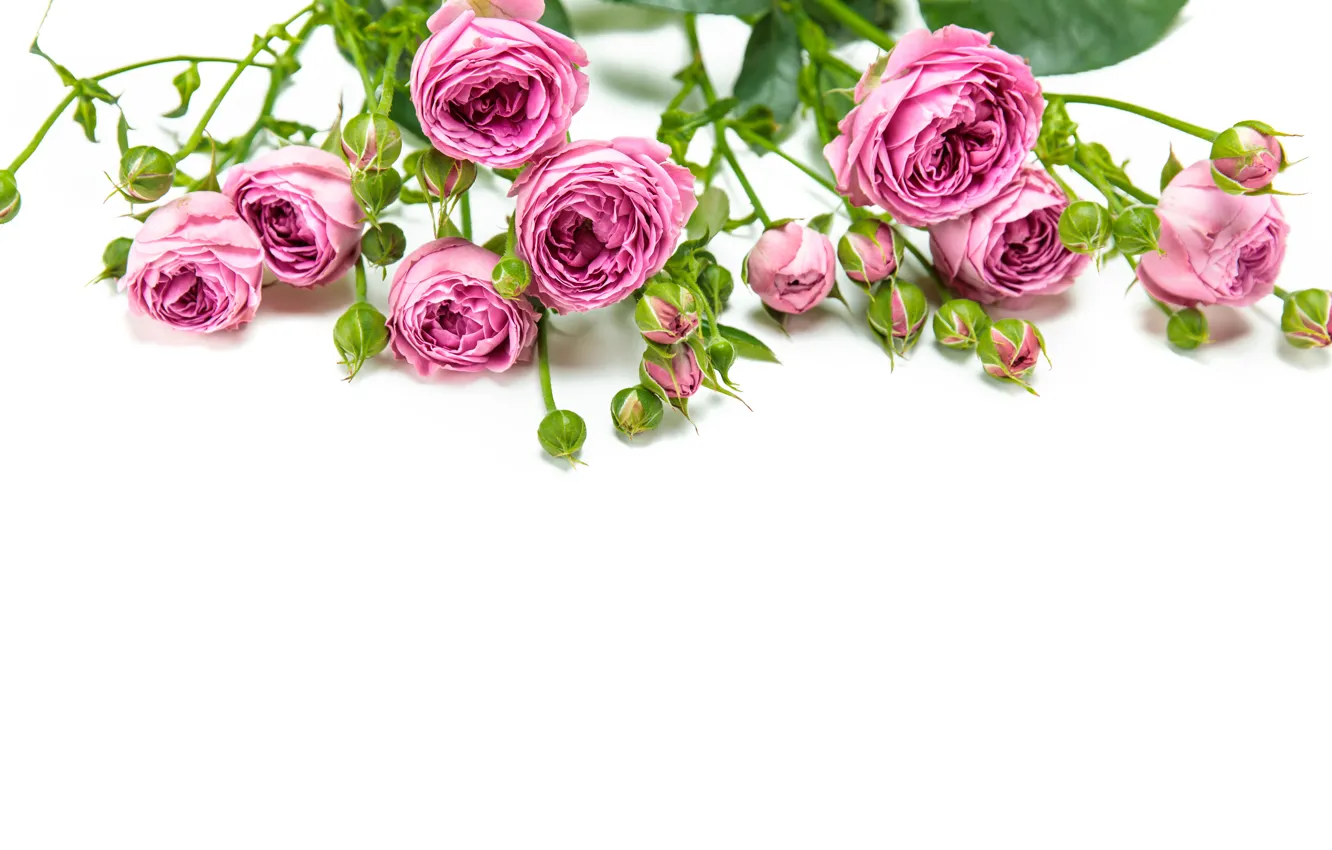 Photo wallpaper flowers, roses, buds