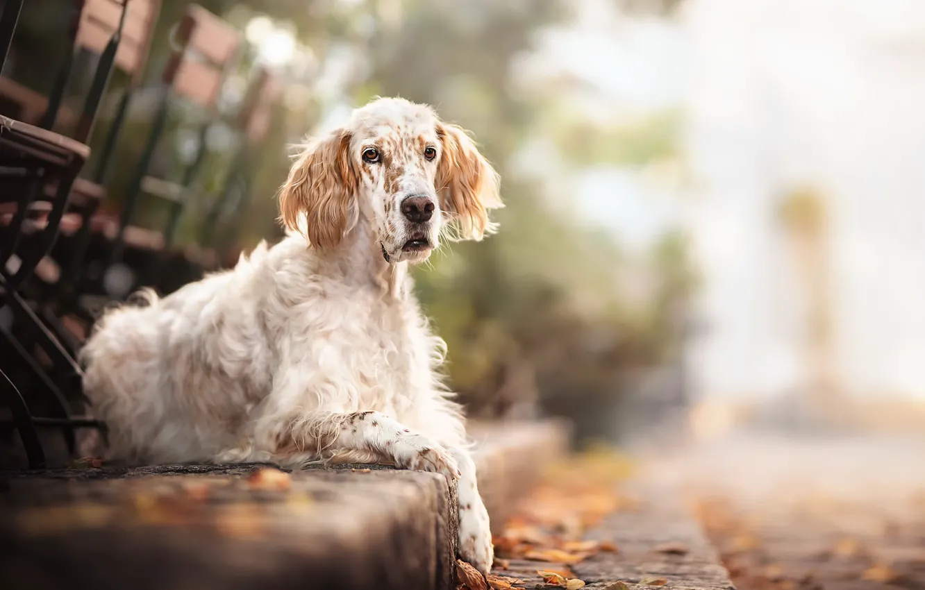 Photo wallpaper each, street, dog