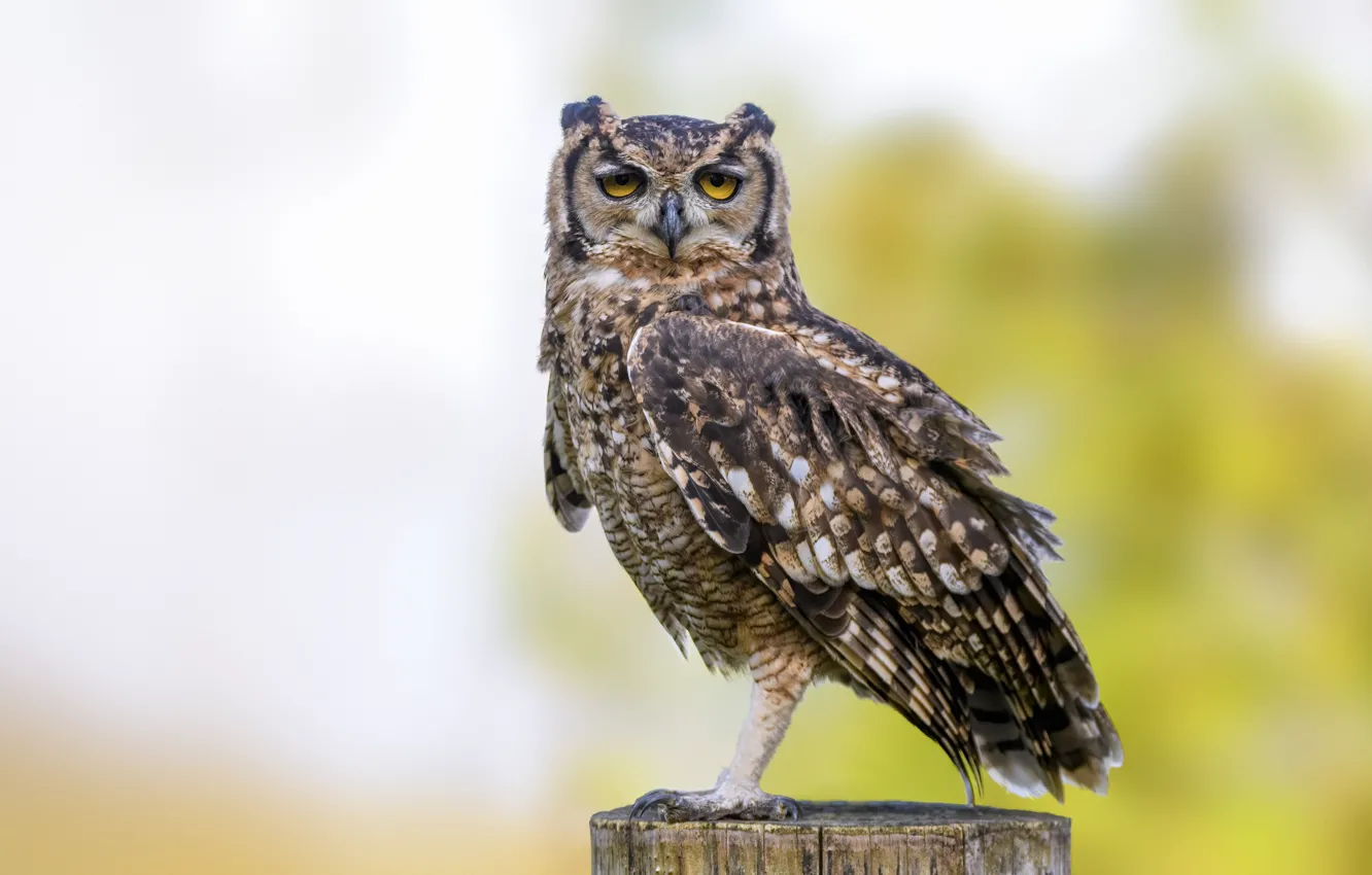 Photo wallpaper look, background, owl, posts, bokeh, owl