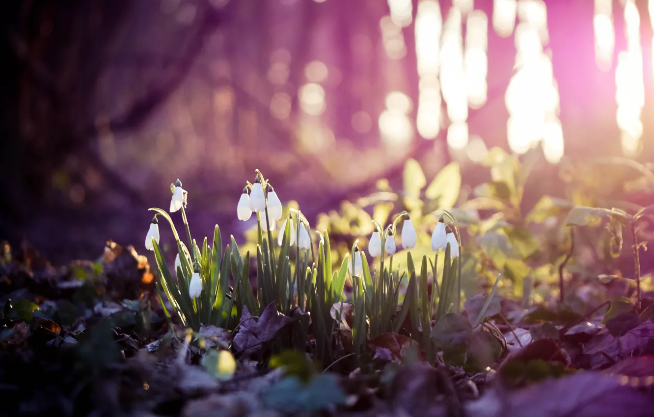 Photo wallpaper spring, snowdrops, spring, snowdrop