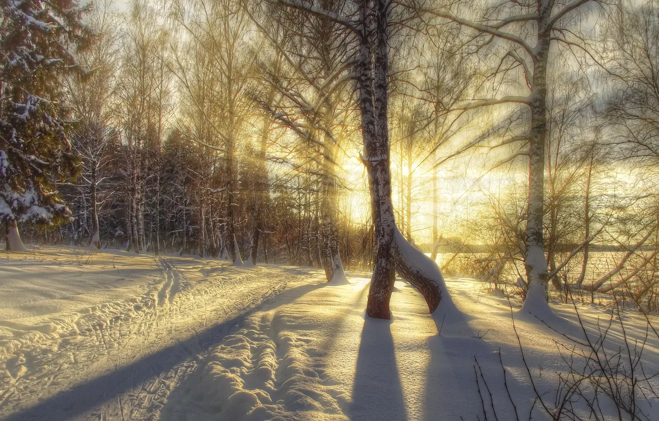 Photo wallpaper winter, snow, trees, nature, photo, HDR, birch, rays of light