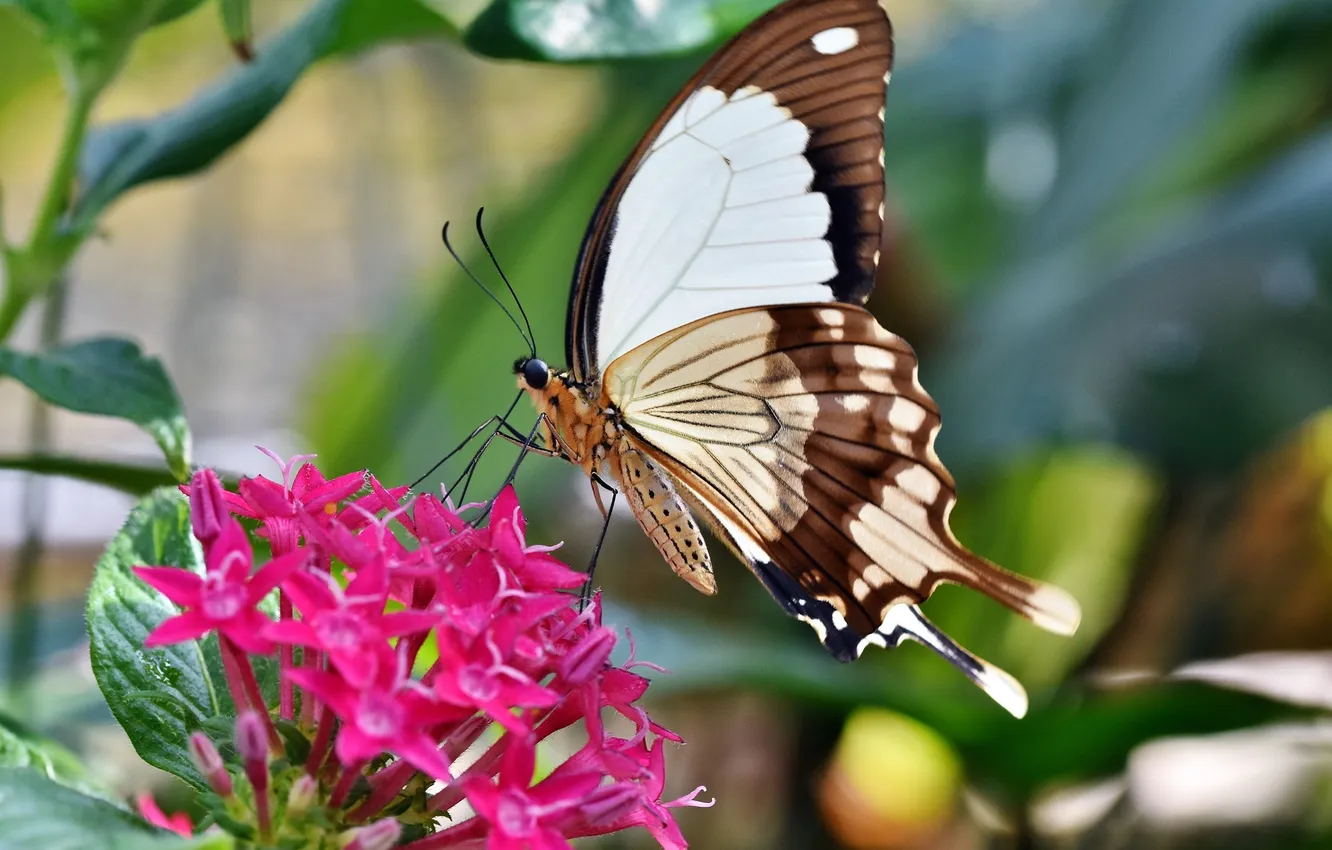 Photo wallpaper macro, butterfly, wings, beautiful, flowers, closeup