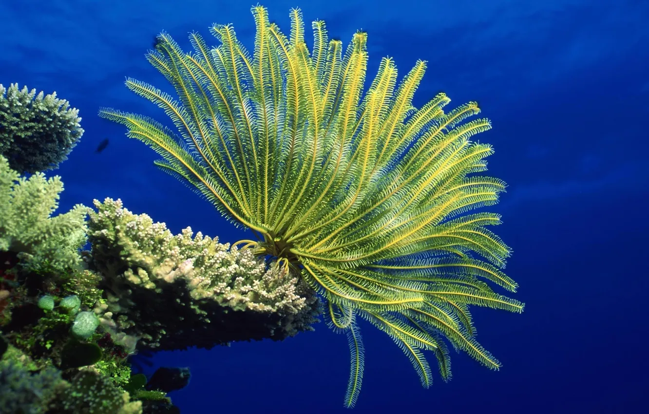 Photo wallpaper sea, the bottom of the sea, anemones