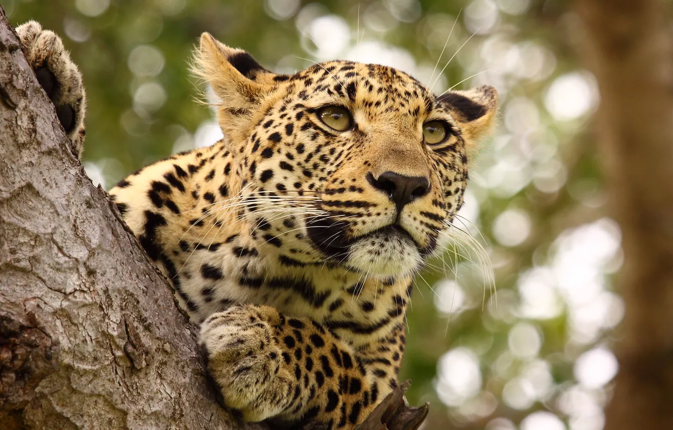 Photo wallpaper leopard, tree, feline