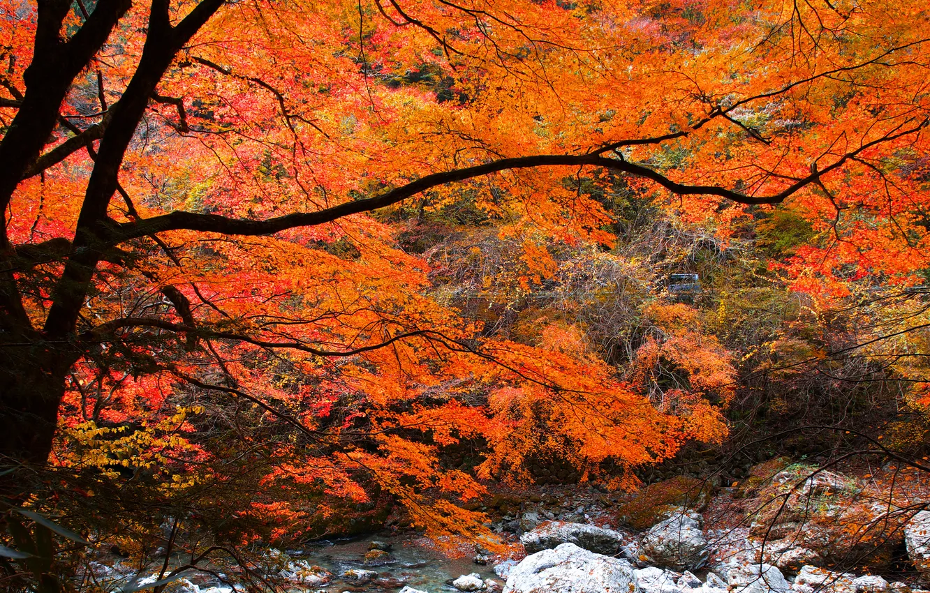 Photo wallpaper autumn, forest, leaves, trees, river, stream, stones