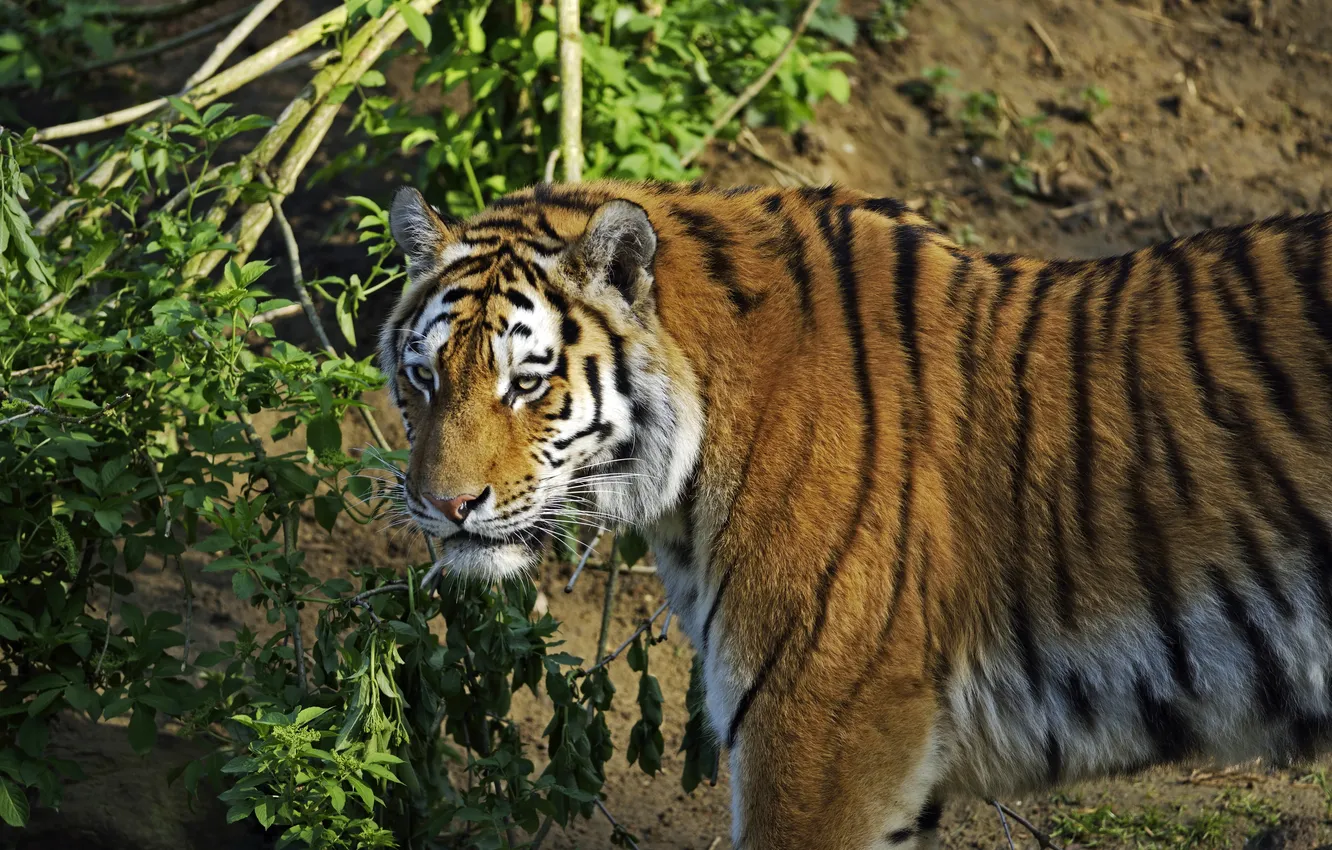 Photo wallpaper cat, tiger, Bush, Amur
