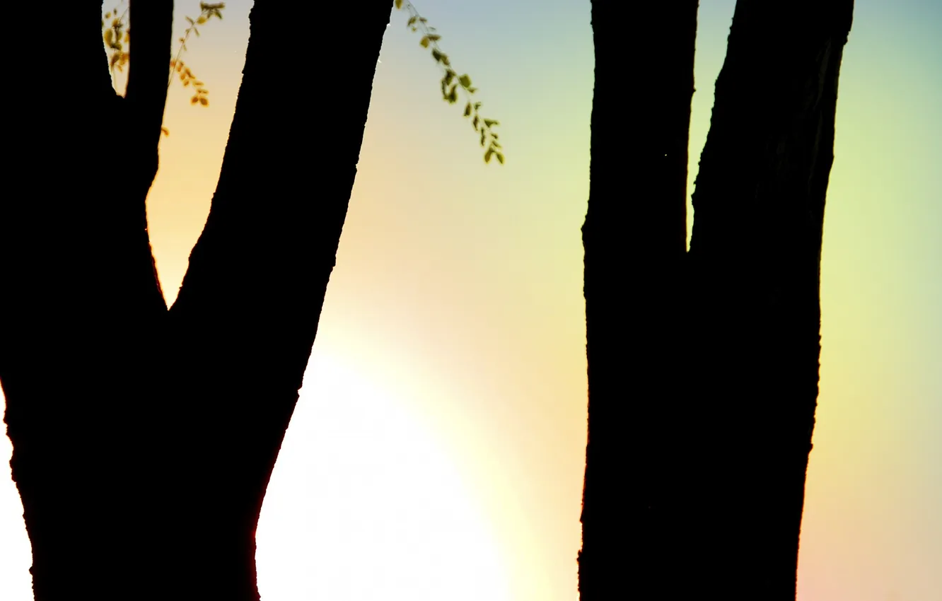 Photo wallpaper trees, branches, shadow, the evening, tree