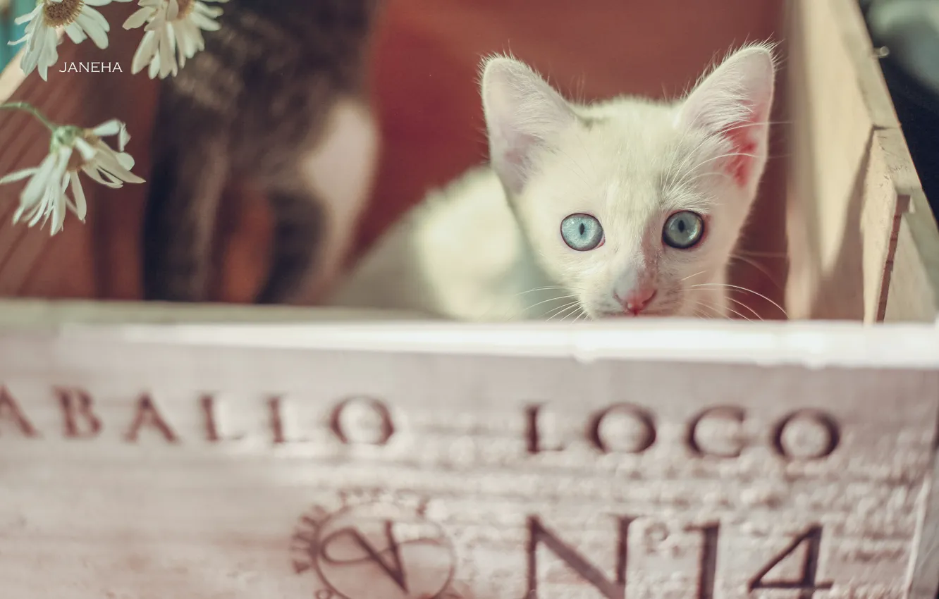 Photo wallpaper look, chamomile, muzzle, kitty, box, blue eyes, white kitten
