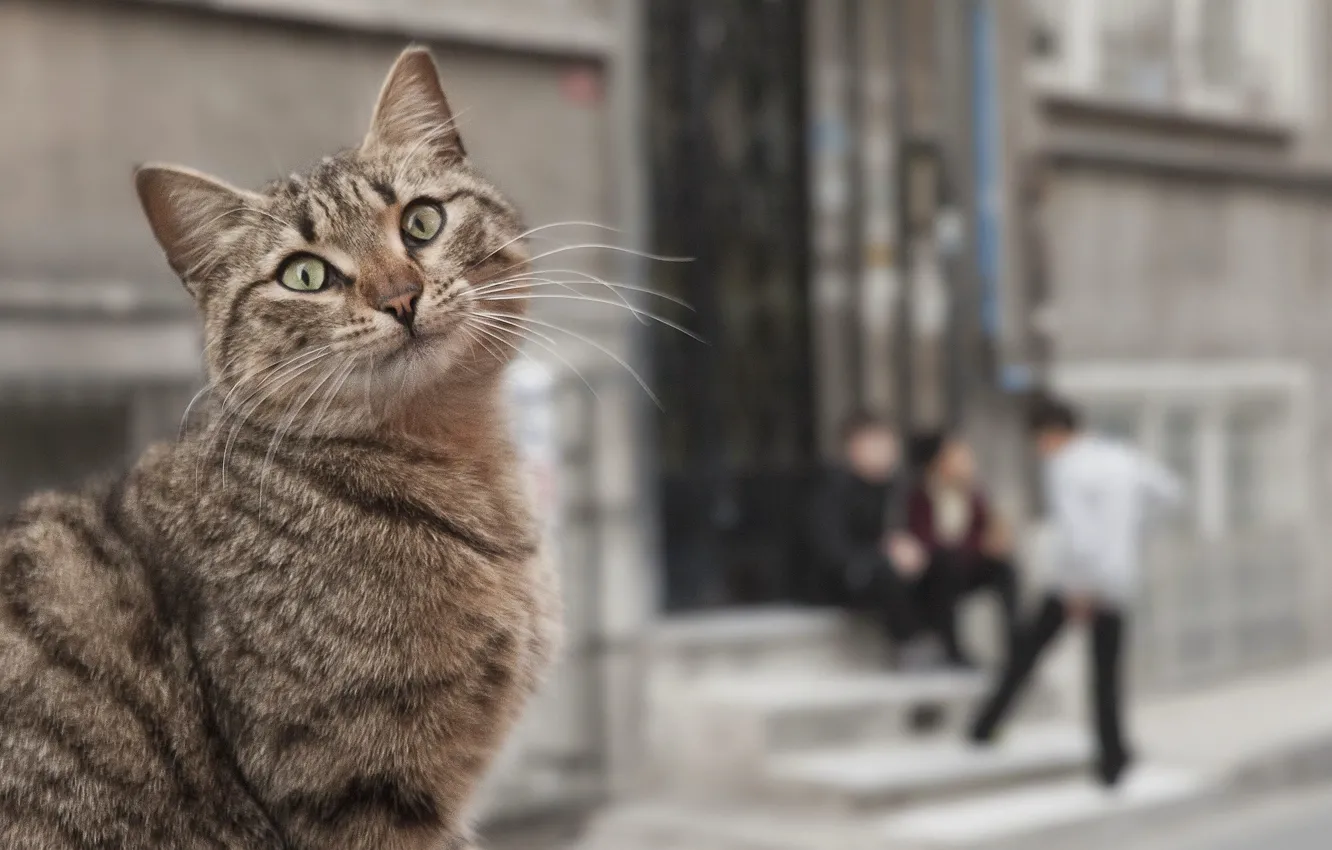 Photo wallpaper cat, street, children, neighborhood
