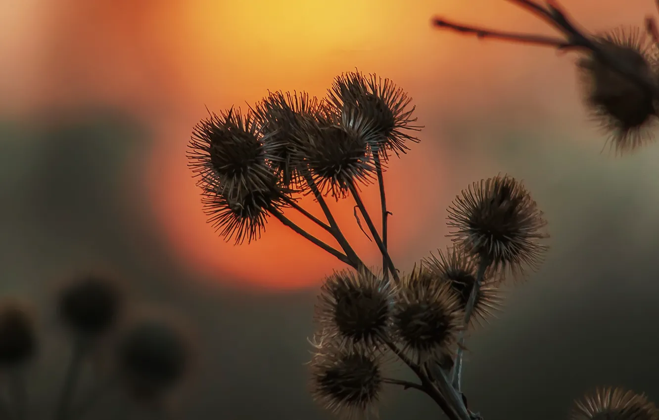 Photo wallpaper bokeh, Thistle, barbed sunset