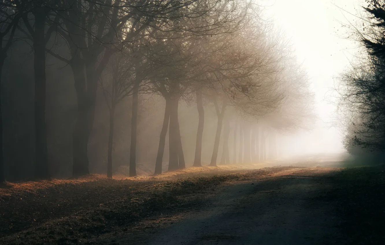 Photo wallpaper road, nature, fog