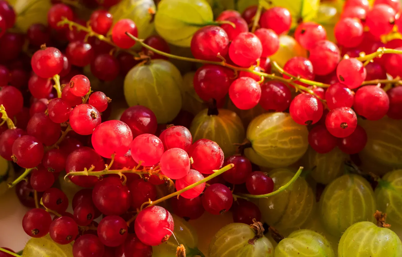 Photo wallpaper summer, macro, light, red, green, berries, sprig, harvest