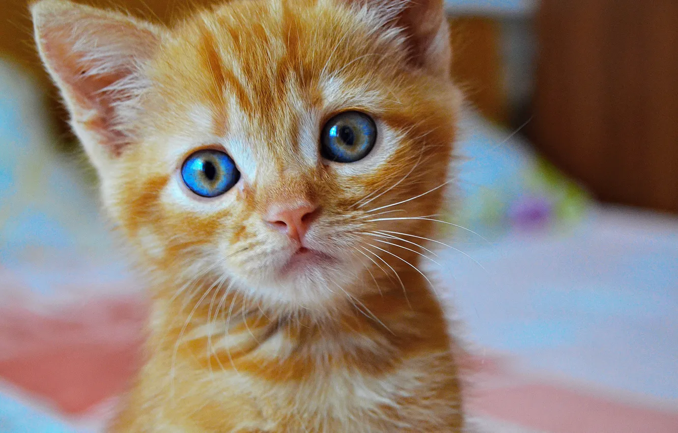 Photo wallpaper eyes, cat, look, kitty, blue, red, cute